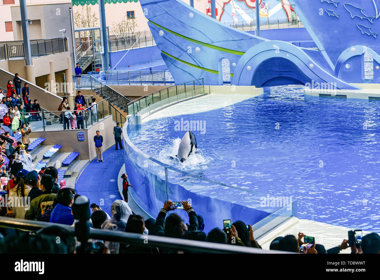Haichang Ocean Park orca performance in Shanghai Stock Photo Alamy