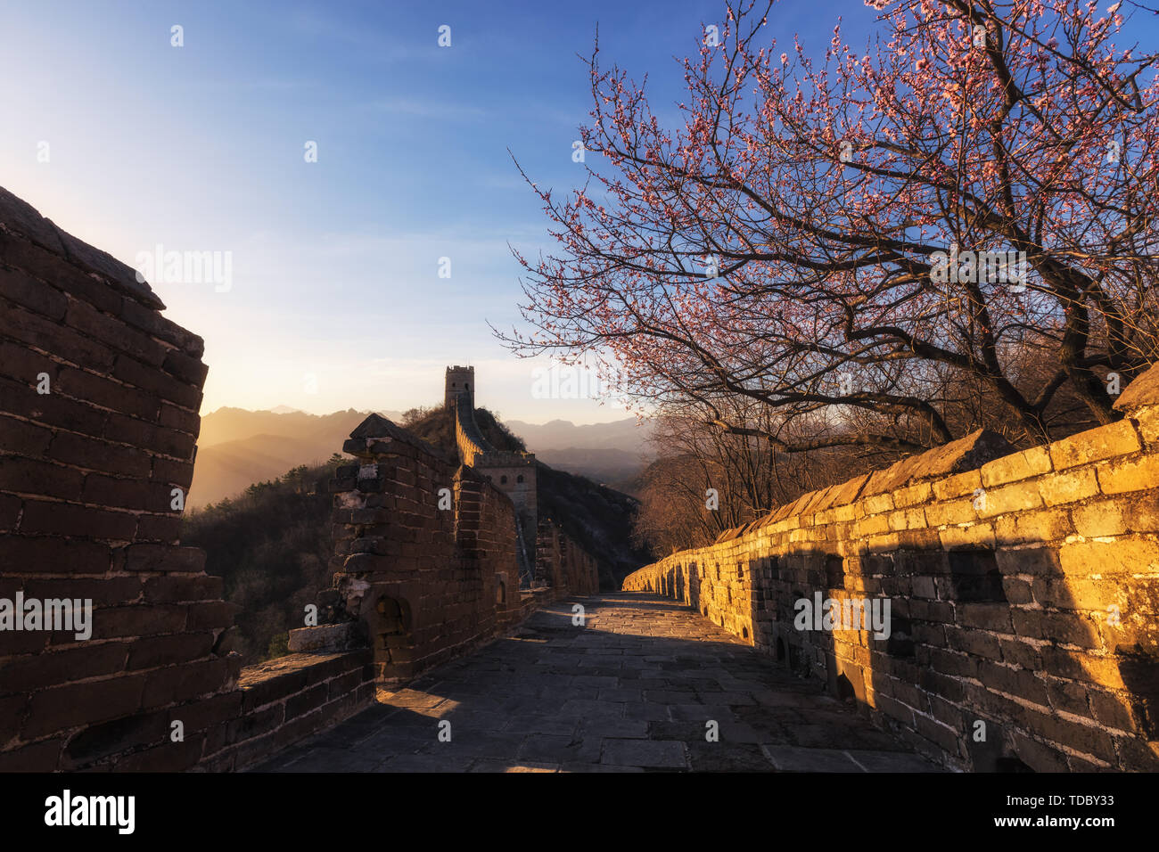 April Jinshan Mountains Great Wall apricot flowers in full bloom Stock Photo