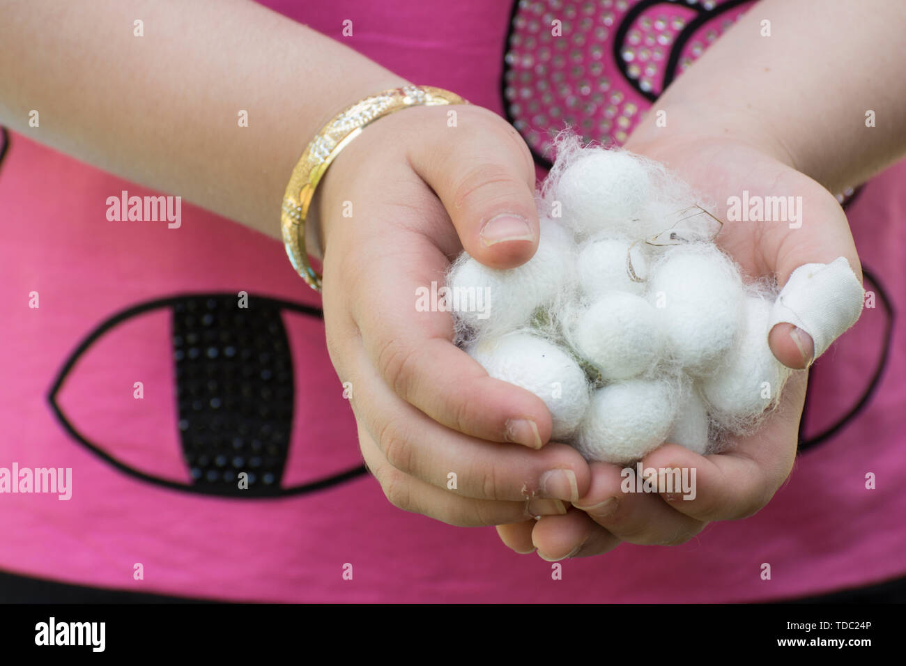 White silkworm cocoons shell on young girl's hand, source of silk thread and silk fabric Stock Photo