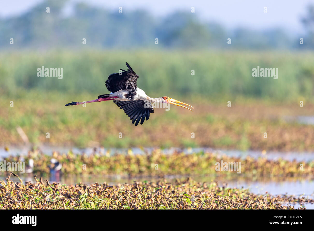 Colorful Storks The colorful stork that survives in the swamps of Sri Lanka Stock Photo ...