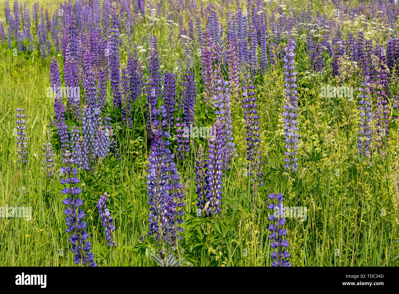 Blooming lupine flowers. A field of lupines. Sunlight shines on plants. Violet spring and summer flowers. Gentle warm soft colors, blurred background. Stock Photo