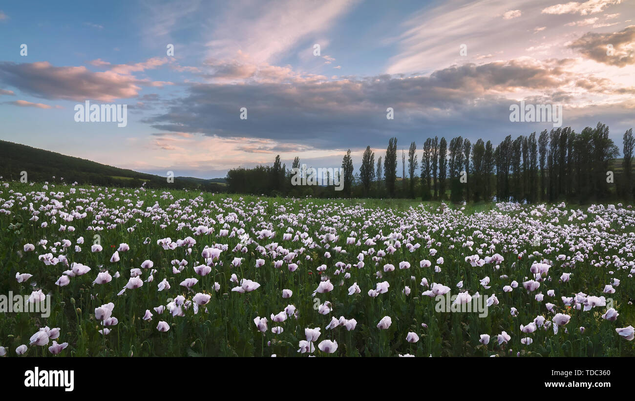 Opium poppy field in Treviño, Burgos,Spain Stock Photo