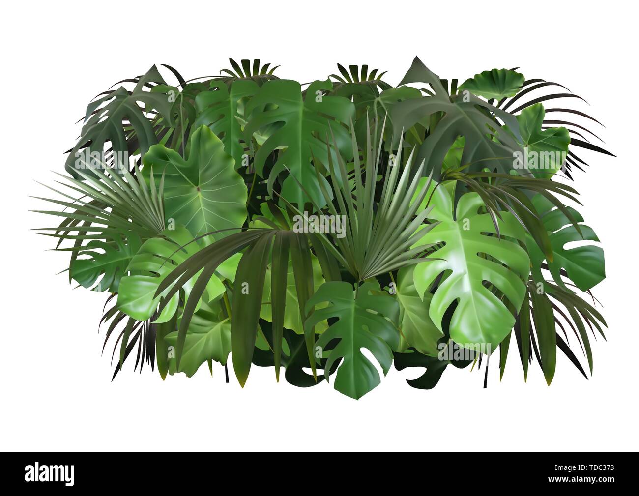 Tropical Leaves Foliage Arrangement Stock Vector Image & Art - Alamy