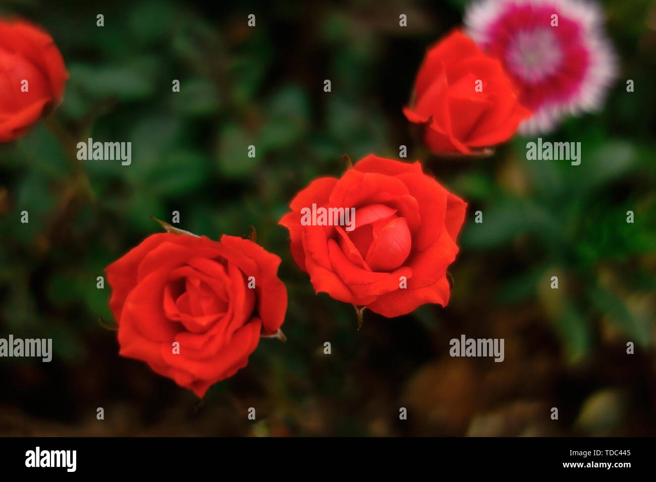 Red moon flower Stock Photo Alamy