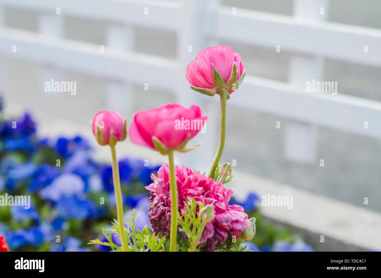 Purple annuals hi-res stock photography and images - Alamy