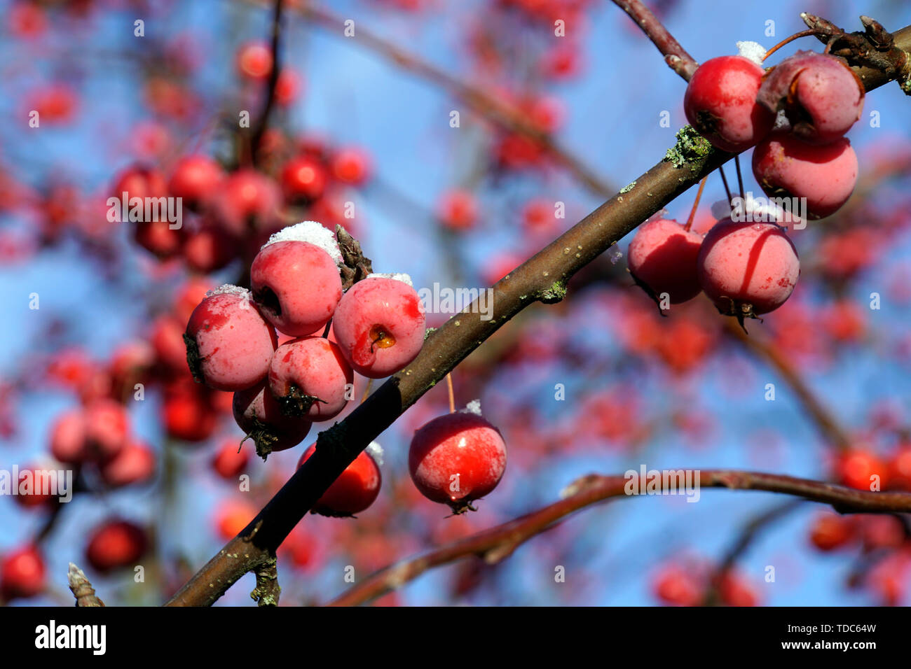 rote Früchte des Kirschapfel (Malus baccata), auch Beerenapfel, Winsen (Luhe), Niedersachsen, Deutschland Stock Photo