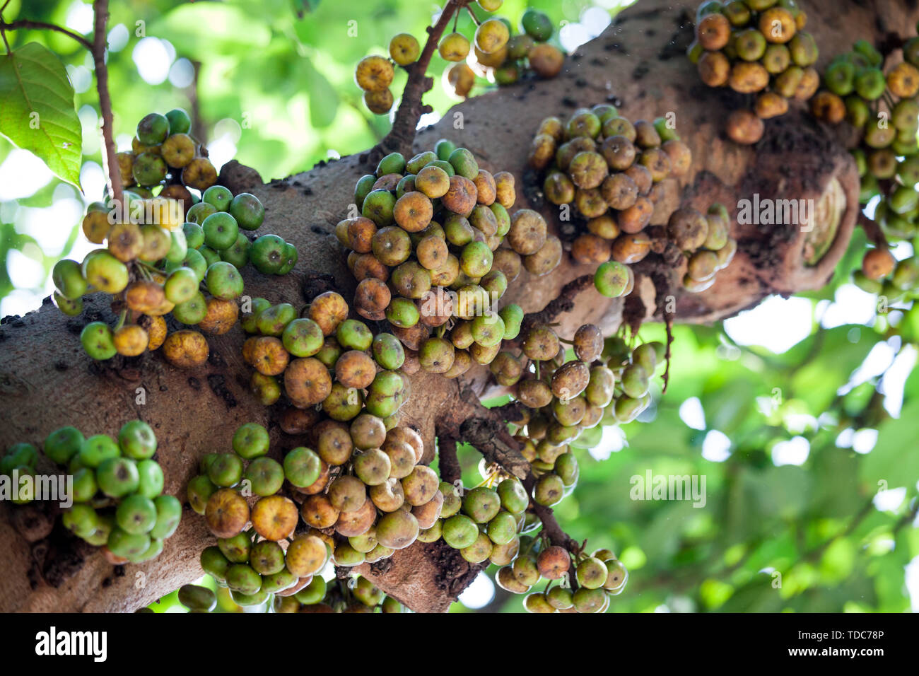 Ficus variegata fruits in tree trunk Stock Photo