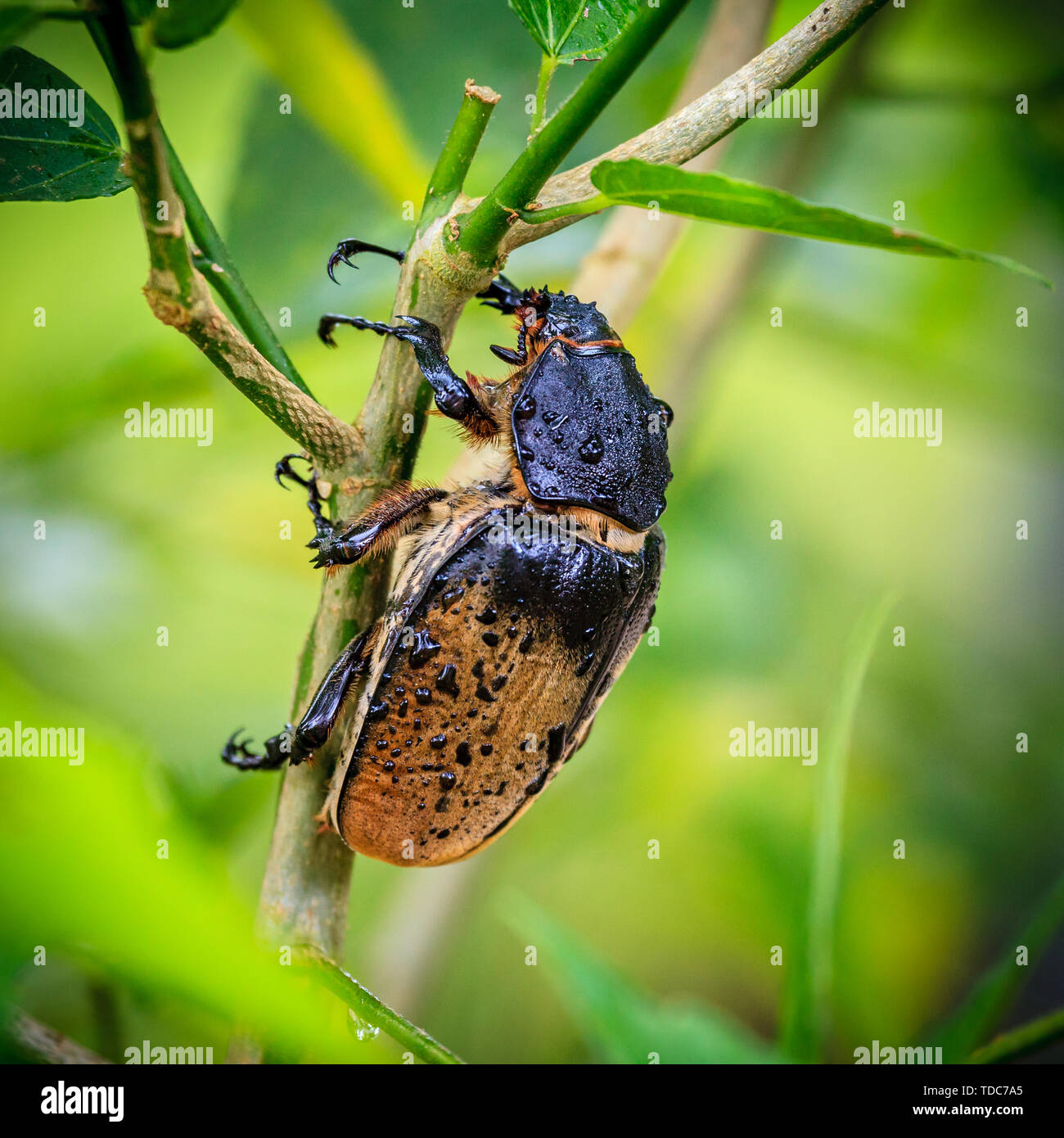 Close-up image of a female Rhinoceros Beetle in tropical forest in Costa Rica Stock Photo