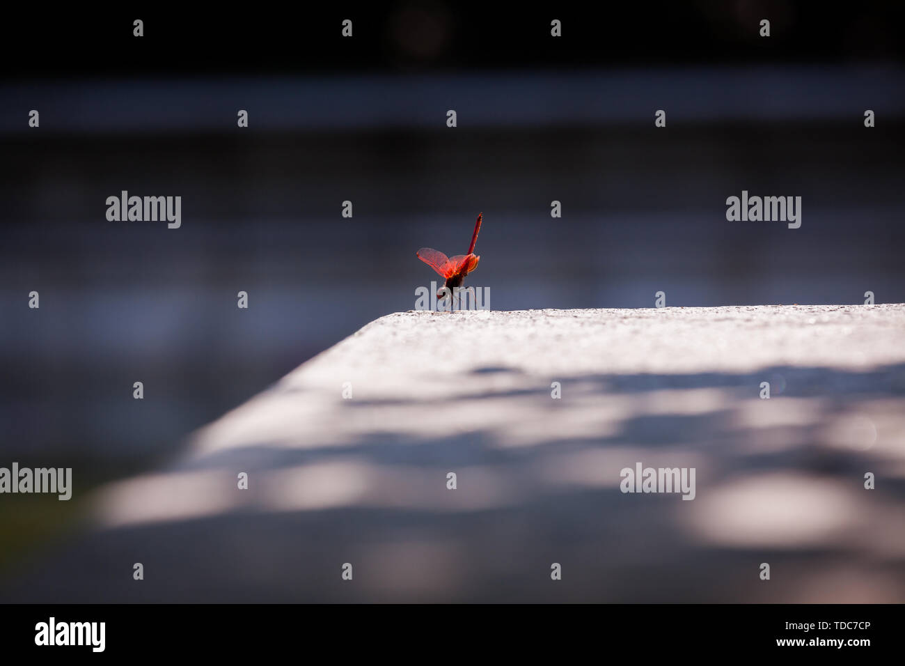 Red dragonfly resting on stone Stock Photo - Alamy