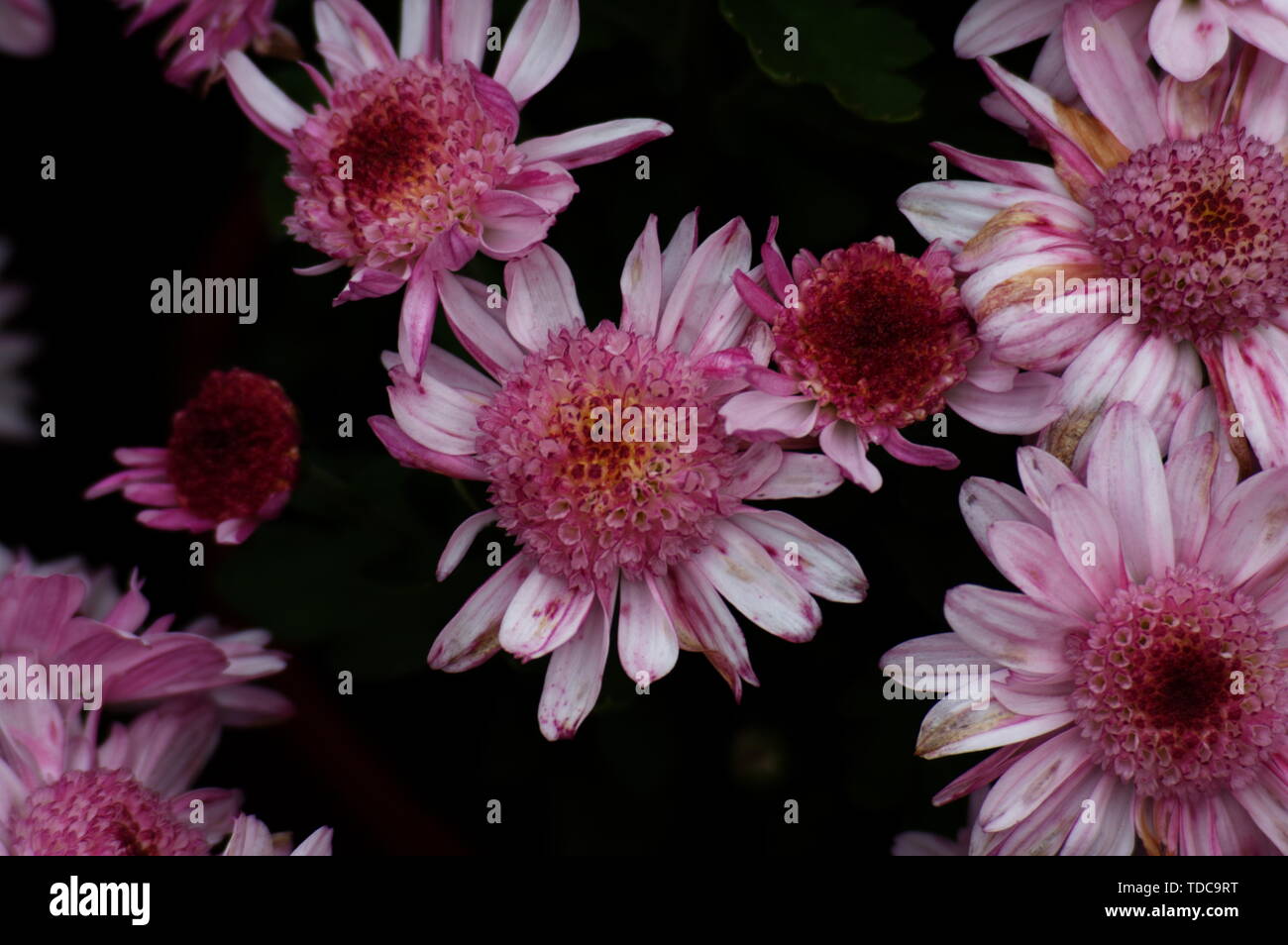 Dutch chrysanthemum hi-res stock photography and images - Alamy