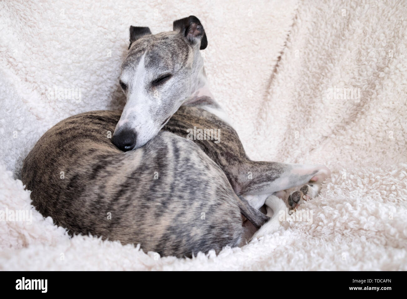 A 7 year old male brindle whippet curled up in an armchair. Stock Photo