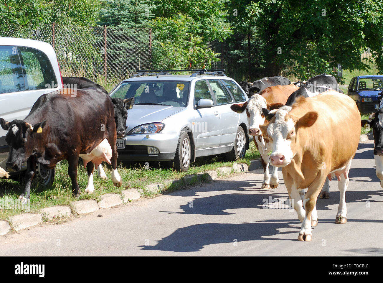Cows in Nowe Guty, Poland. July 3rd 2019 © Wojciech Strozyk / Alamy Stock Photo Stock Photo