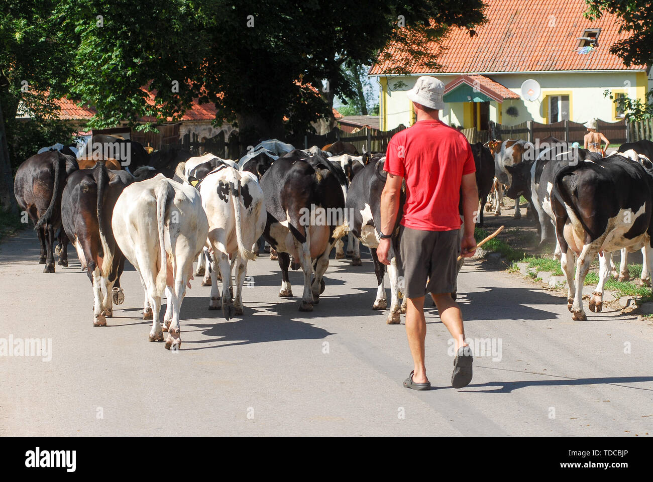 Cows in Nowe Guty, Poland. July 3rd 2019 © Wojciech Strozyk / Alamy Stock Photo Stock Photo