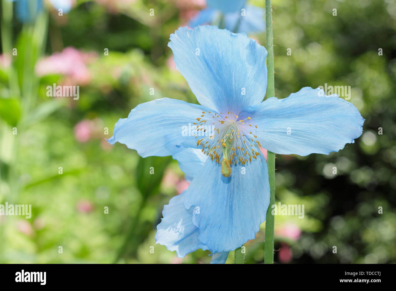 Mevconopsis 'Lingholm'. Himalayan blue poppies flowering in May in a woodland garden, UK Stock Photo