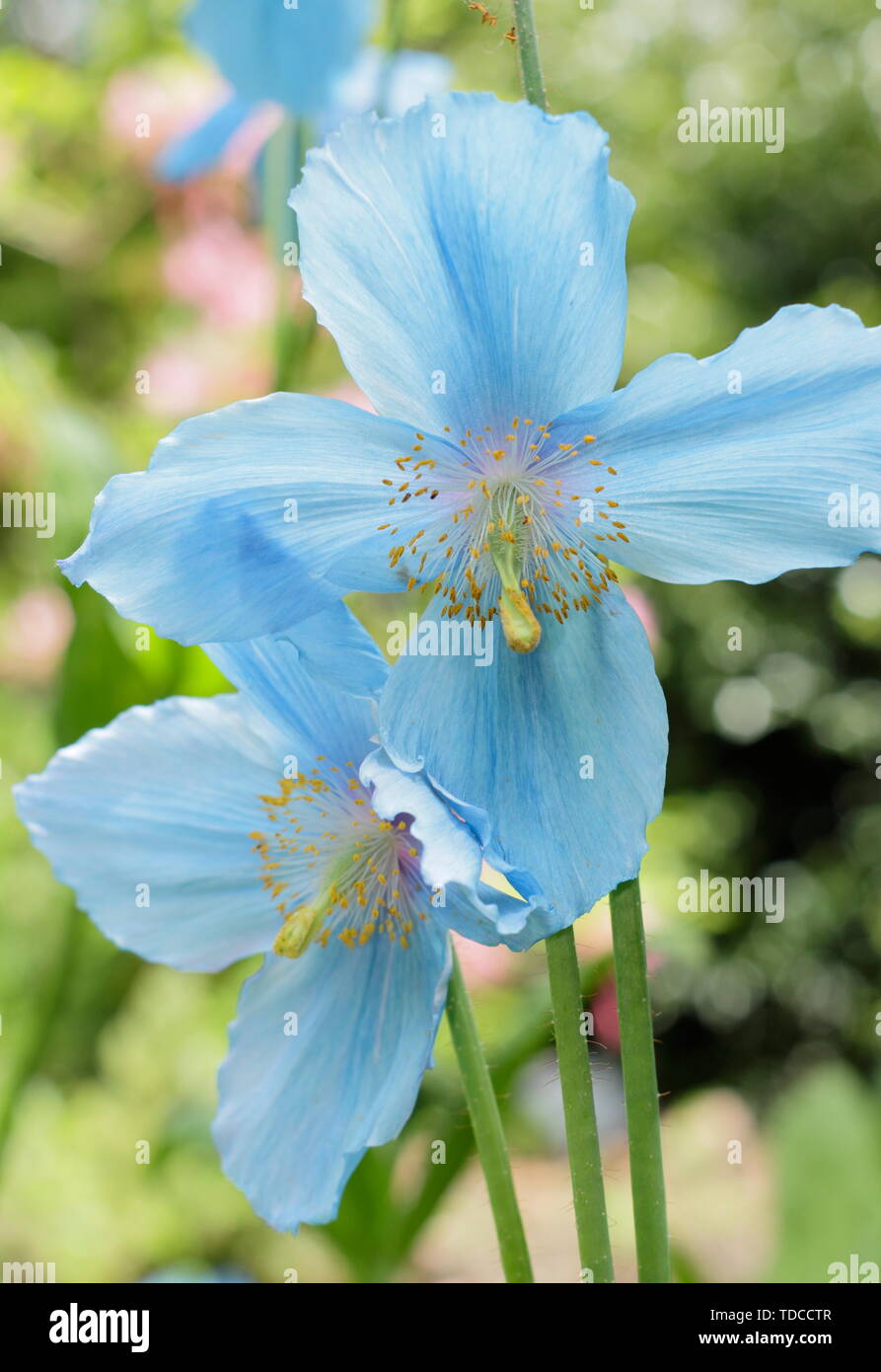Mevconopsis 'Lingholm'. Himalayan blue poppies flowering in May in a woodland garden, UK Stock Photo
