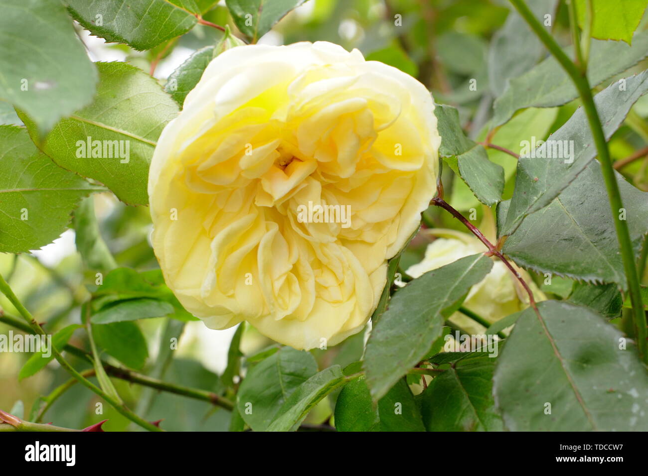 Rose rosa devoniensis hi-res stock photography and images - Alamy