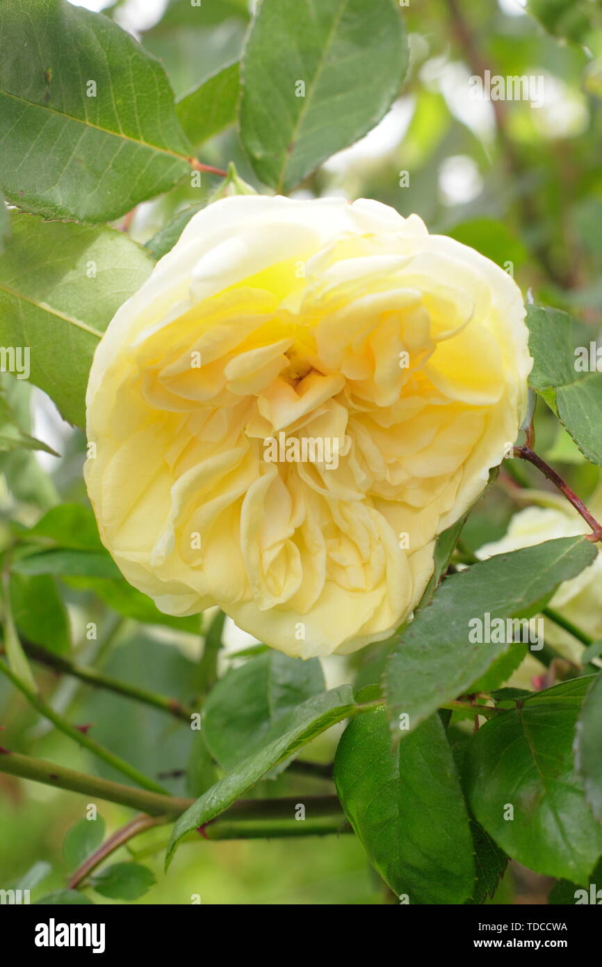 Fragrant climbing rose hi-res stock photography and images - Alamy