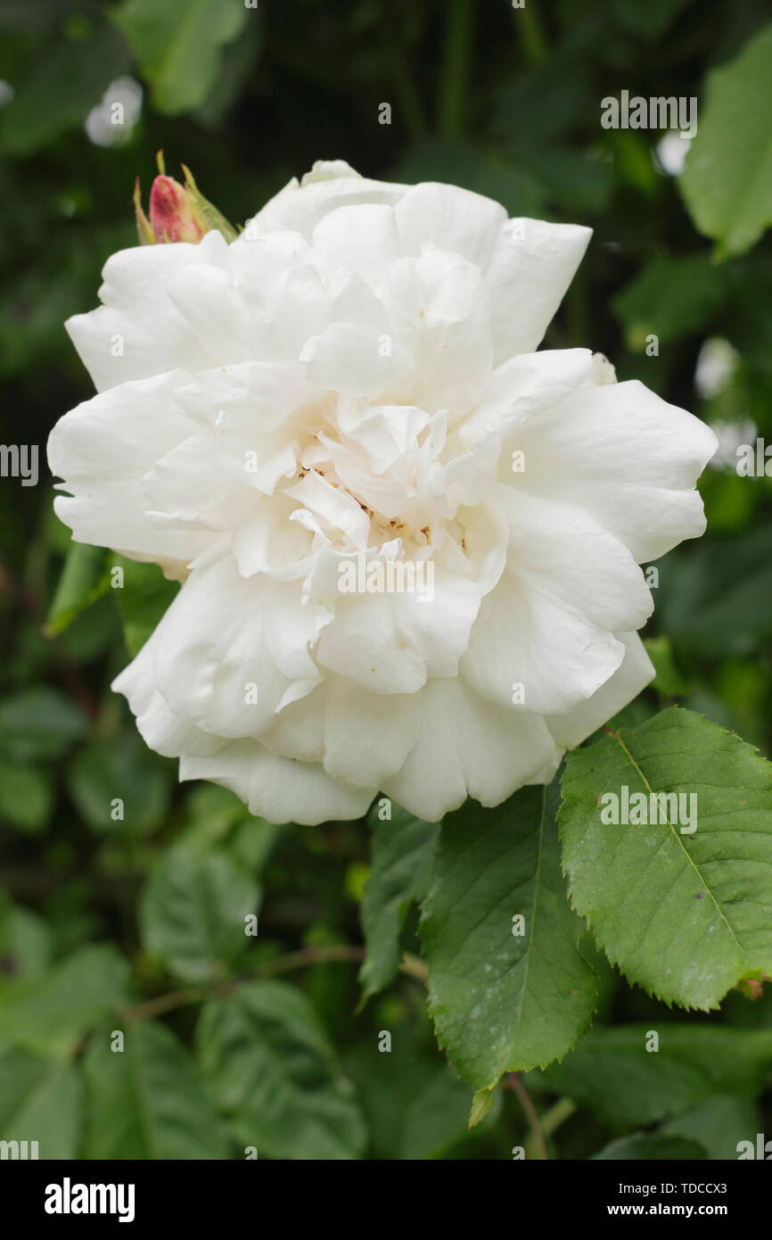 Rose. Rosa Madame ALFRED CARRIERE,Mme. Alfred Carrière.   Fragrant blooms of Alfred Carriere climbing rose flowering in May Stock Photo
