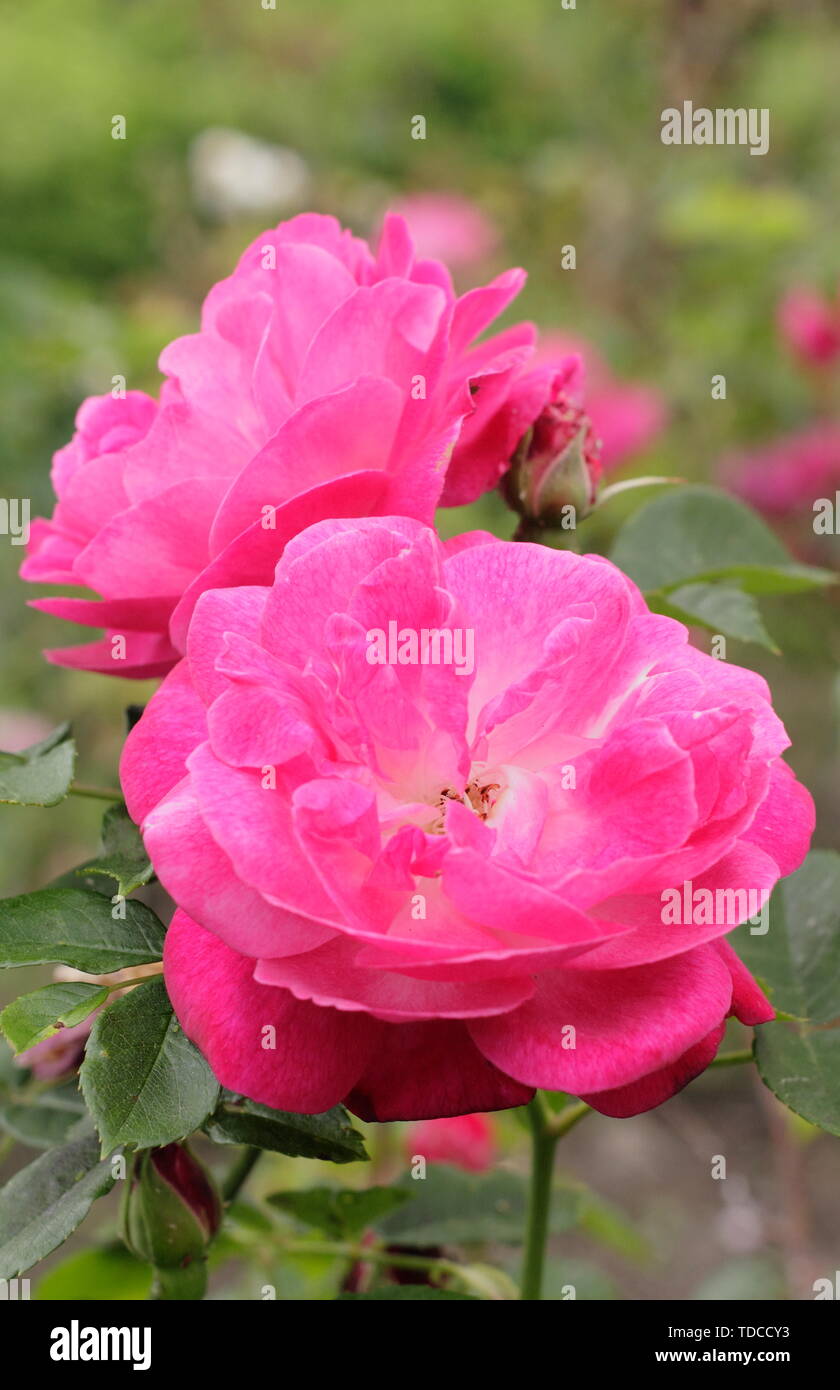 Old rose blooms hi-res stock photography and images - Alamy