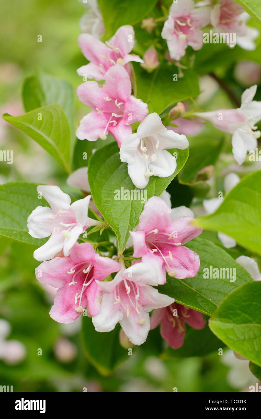 Weigela hires stock photography and images Alamy