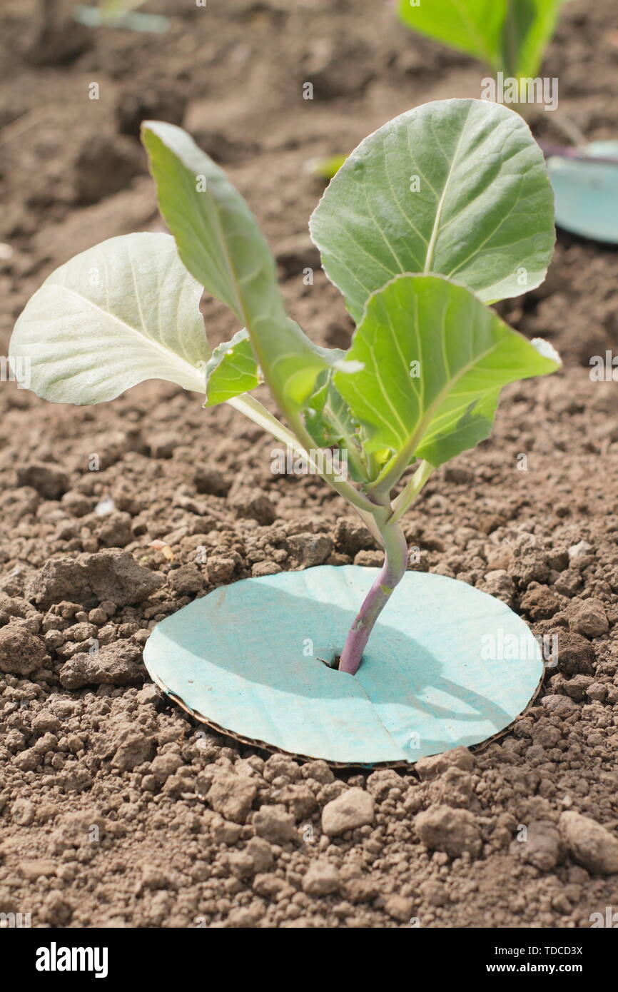 Cabbage collars hires stock photography and images Alamy