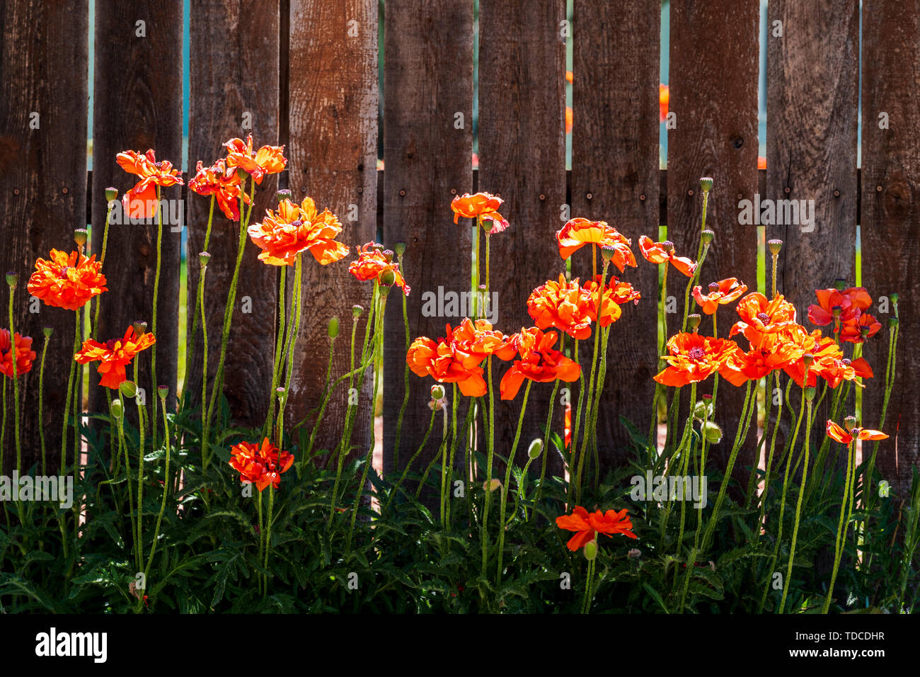Orange poppies line a wooden slat fence; Salida; Colorado; USA Stock Photo