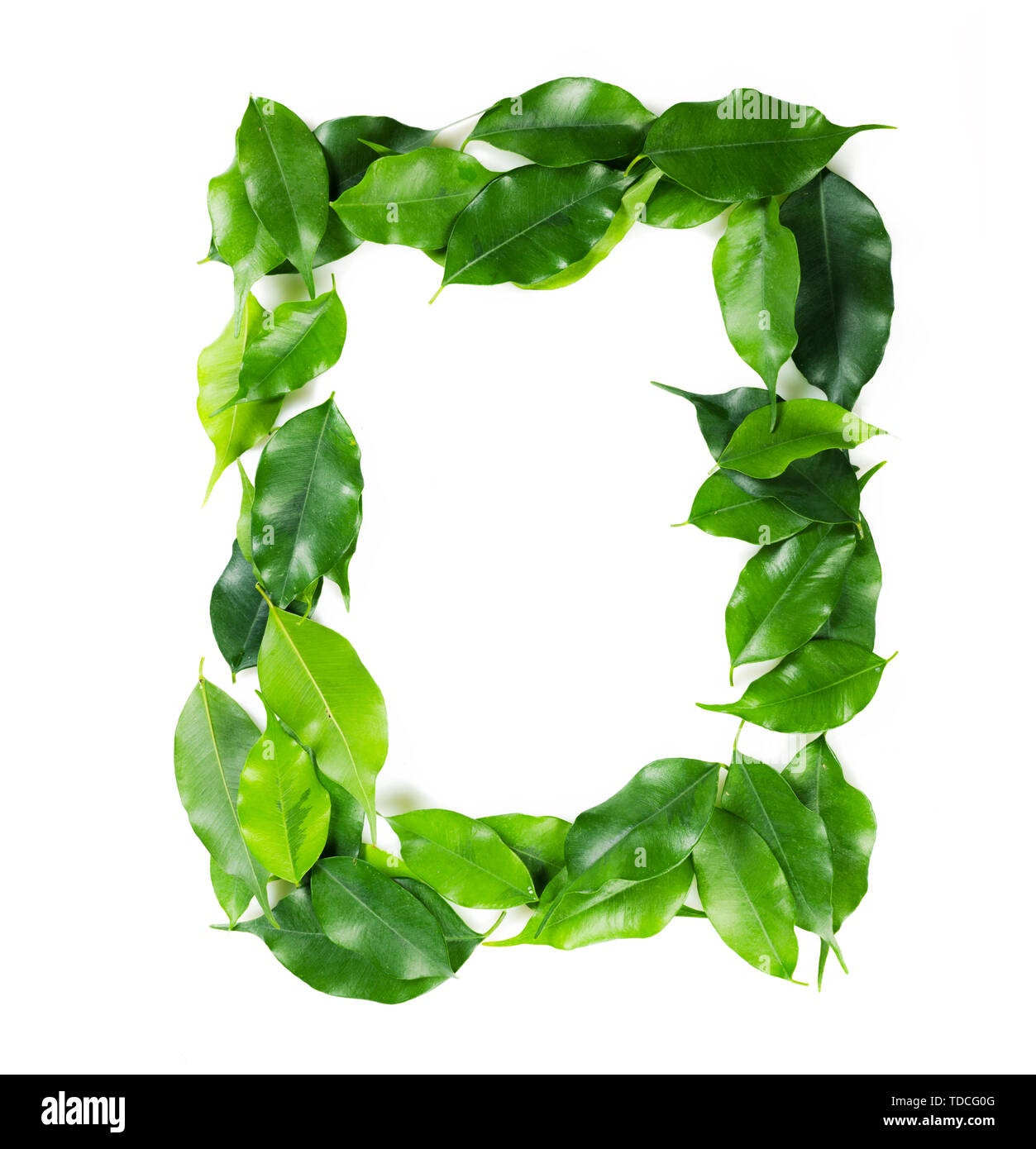 leaf isolated on white Stock Photo Alamy