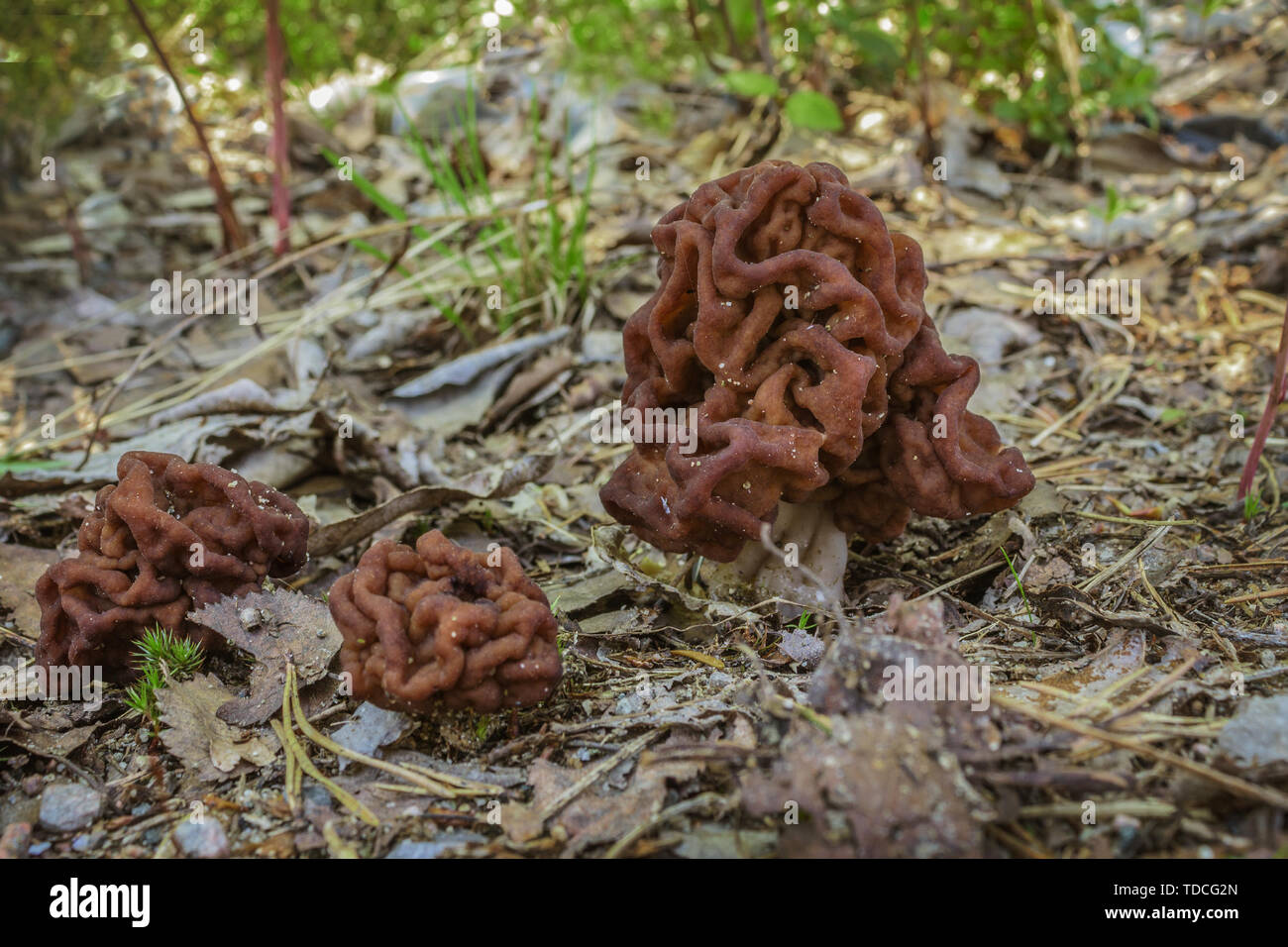 Mushroom Gyromitra in a forest glade. False morel. Early summer Stock Photo