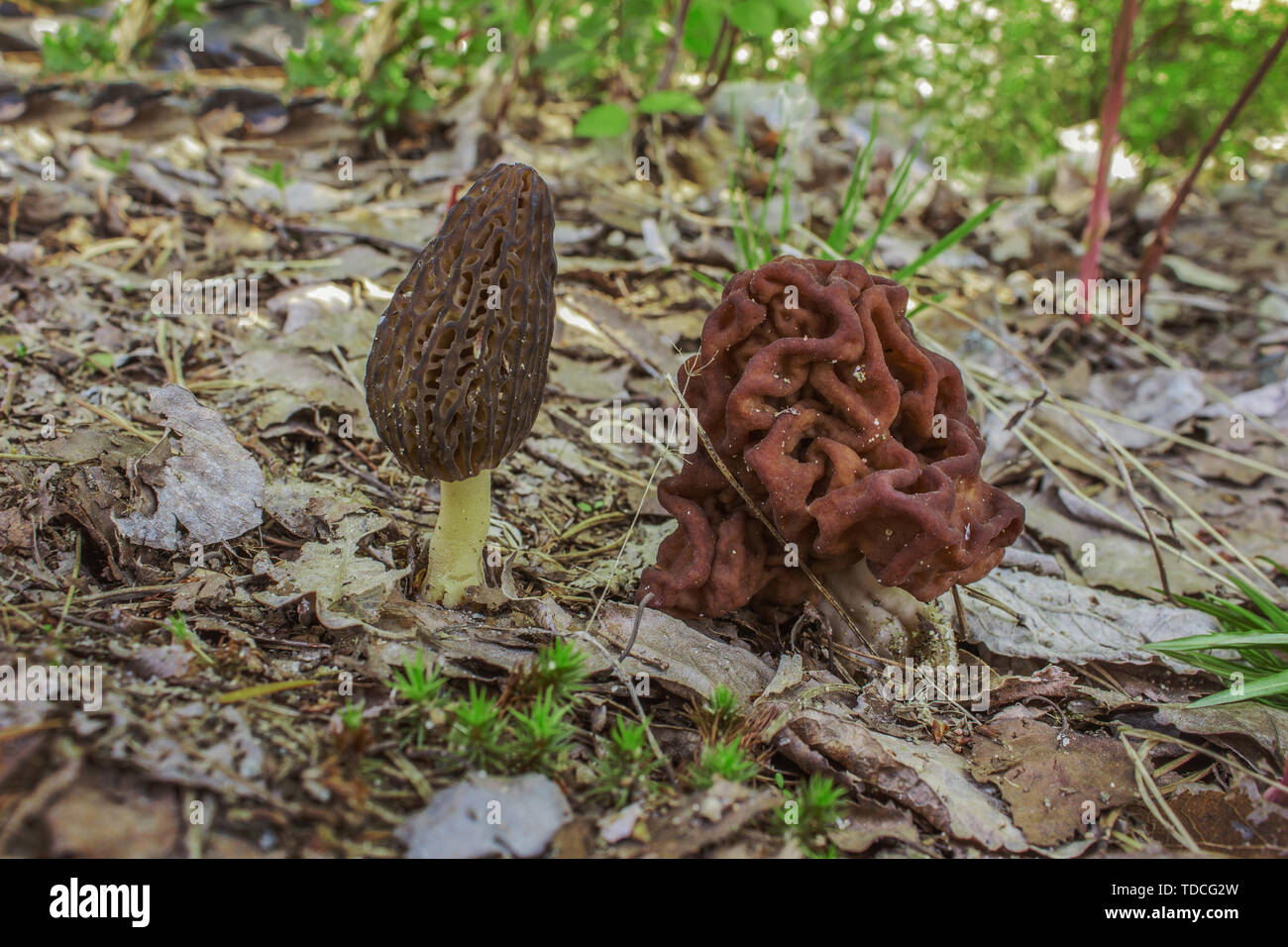 Morel и Gyromitra grown next to each other in a forest glade Stock Photo