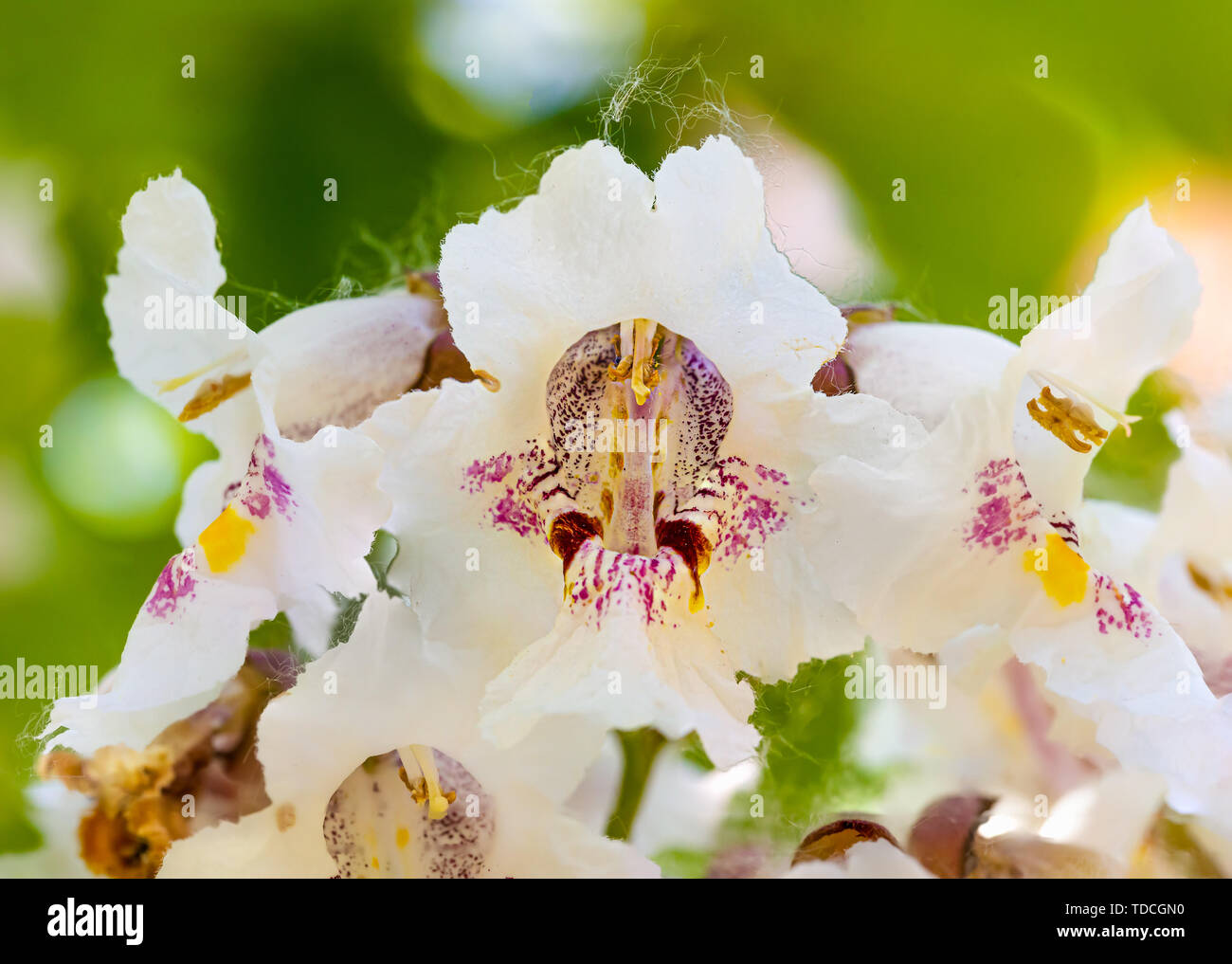 Macro photo of backlit Catalpa bignonioides flowers, also known as