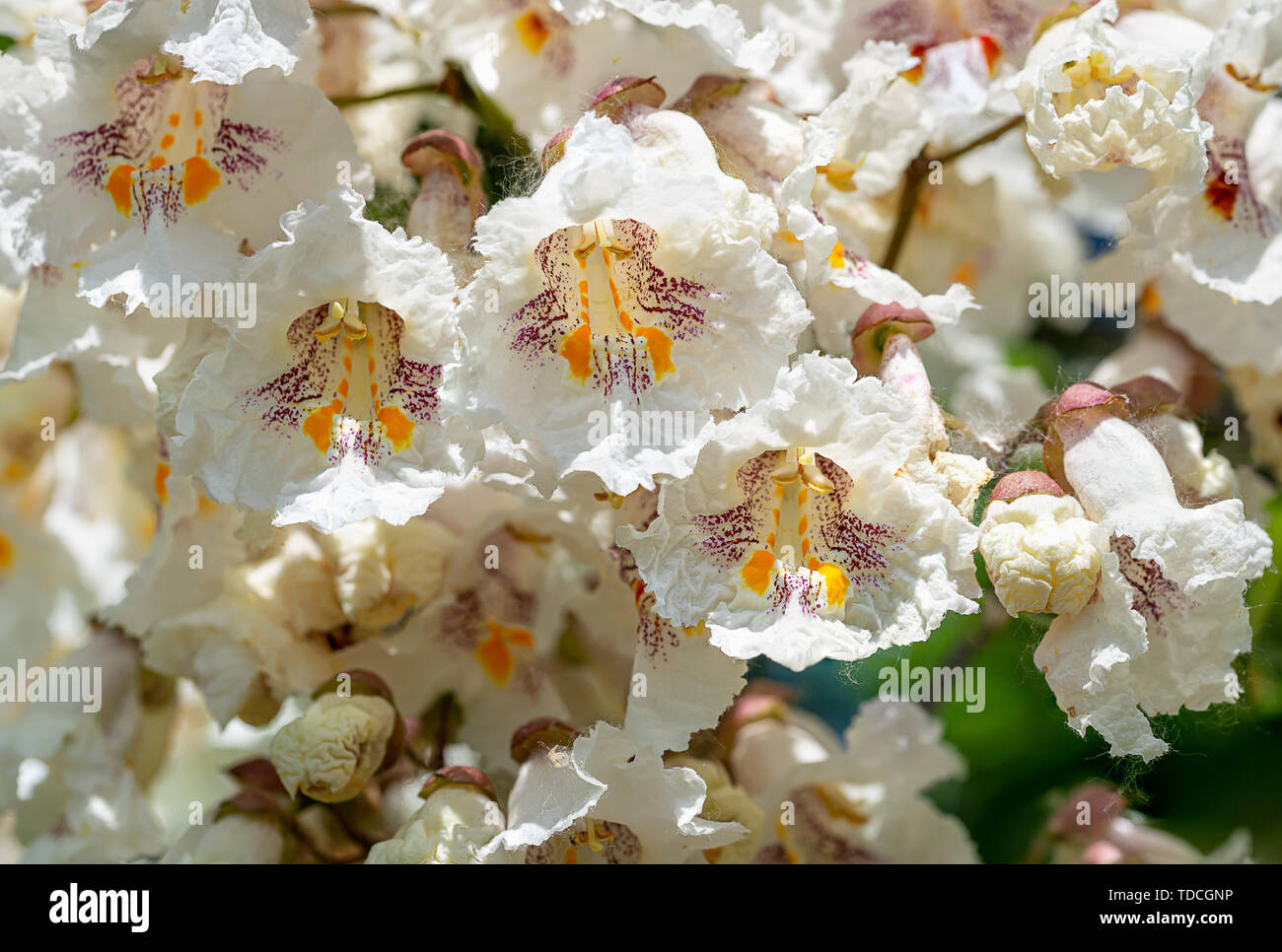 Catalpa bignonioides flowers, also known as southern catalpa, cigartree, and Indian-bean-tree. Stock Photo