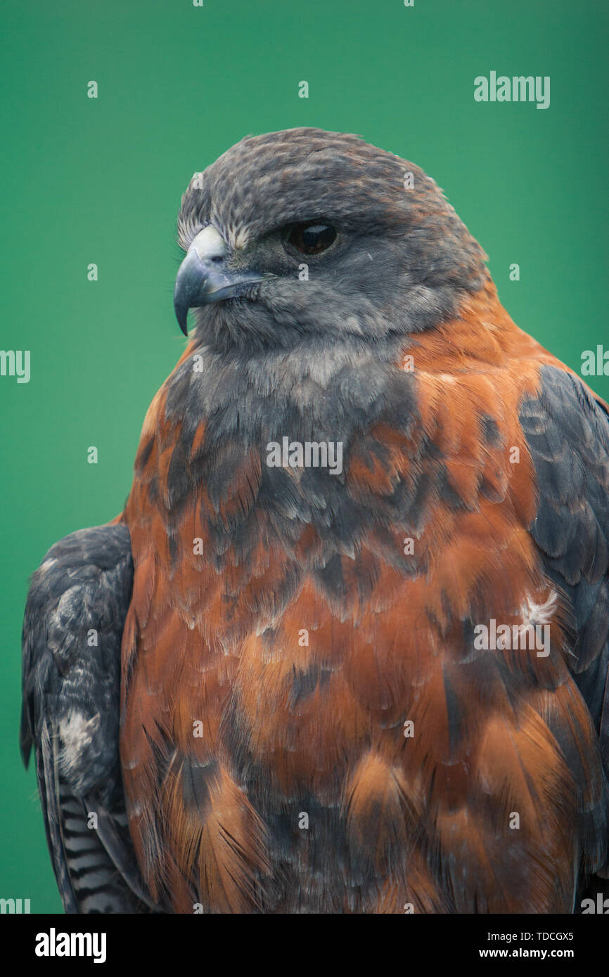 Portrait of the Falcon bird. Stock Photo