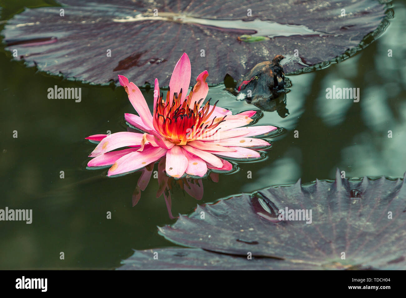 Pink water Lilly flower fully bloomed in their natural environment. Stock Photo