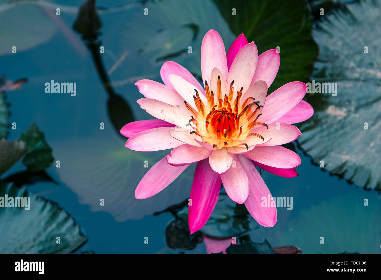 Pink water Lilly flower fully bloomed in their natural environment. Stock Photo