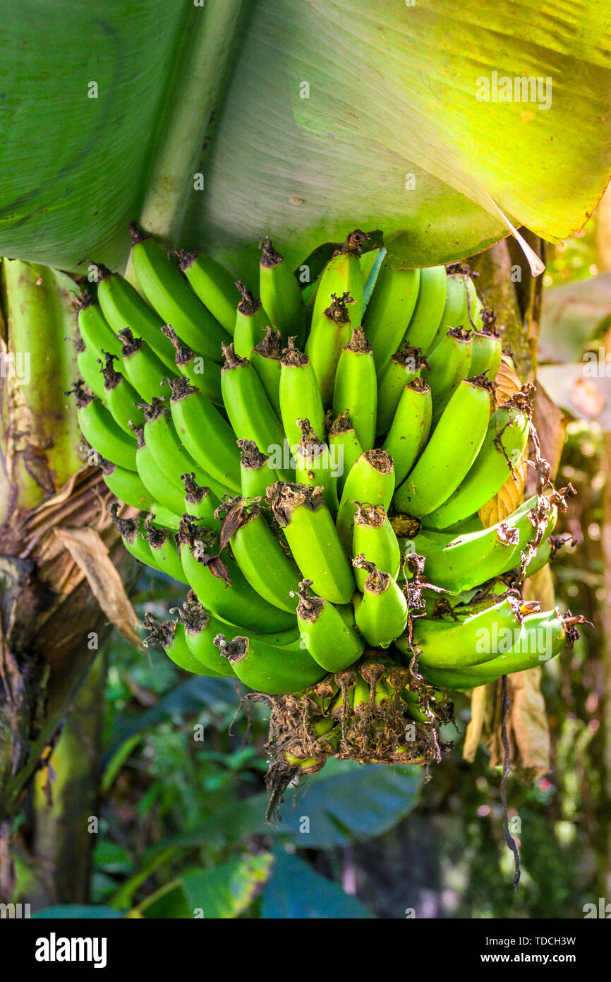 Bunch of green fresh bananas growing on the tree in their natural