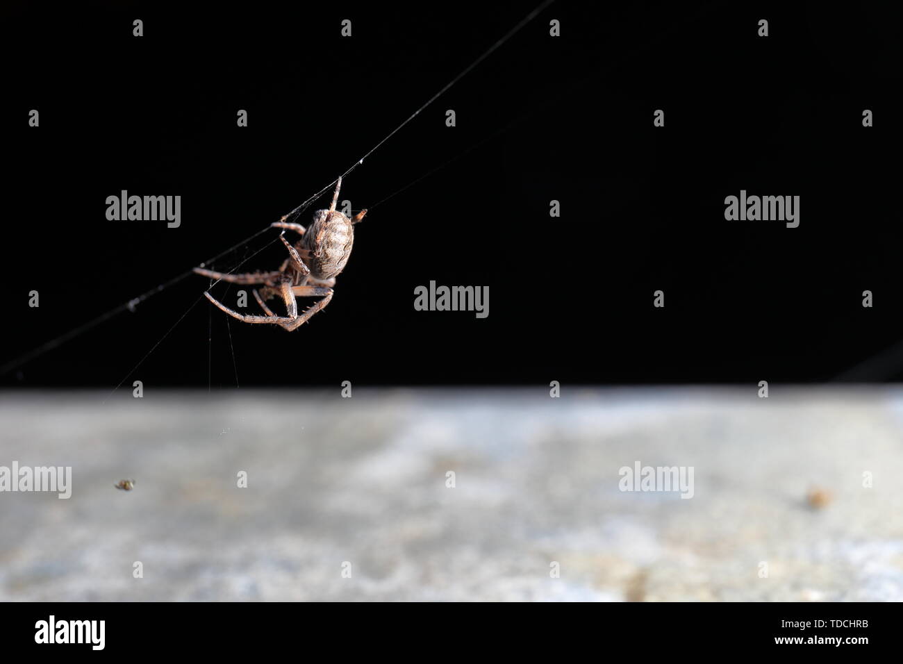 Fat brown spider climbing down a stand of web against a black background Stock Photo