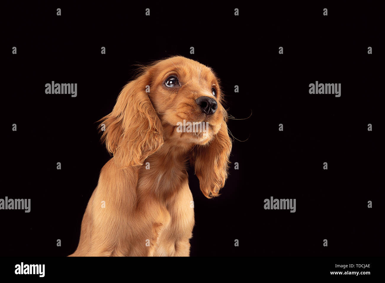 Can A Cocker Spaniel Be Left Alone