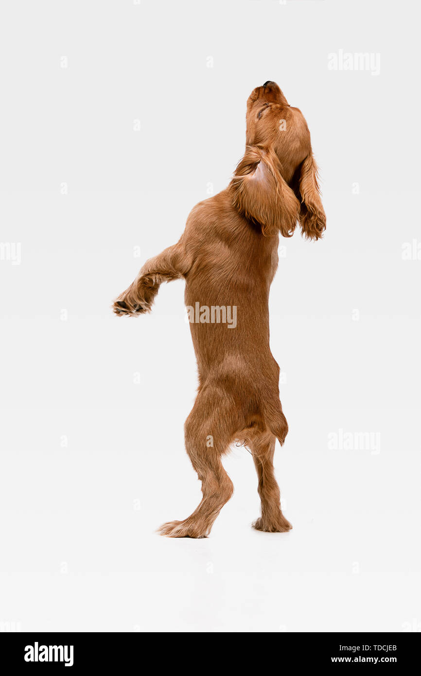 crazy cocker spaniel
