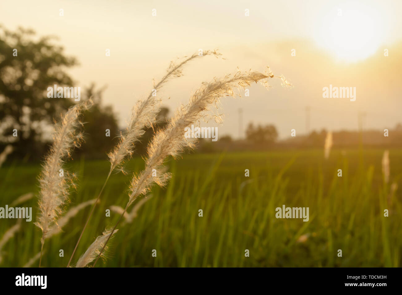 Poaceae grass flower. Imperata cylindica (L.) P. Beauv, poaceae (GRAMINEAE) in the rays of the rising sunset background. Stock Photo