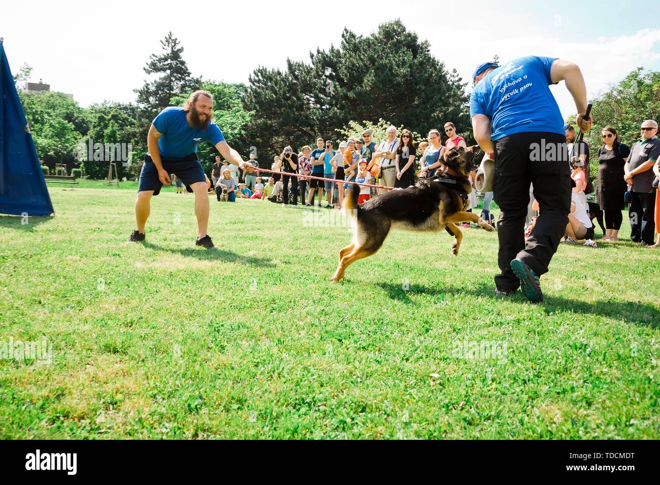 Bratislava, Slovakia - June 2nd 2019 : Best dog of Ruzinov, simulation of dog defense, biting badguy Stock Photo