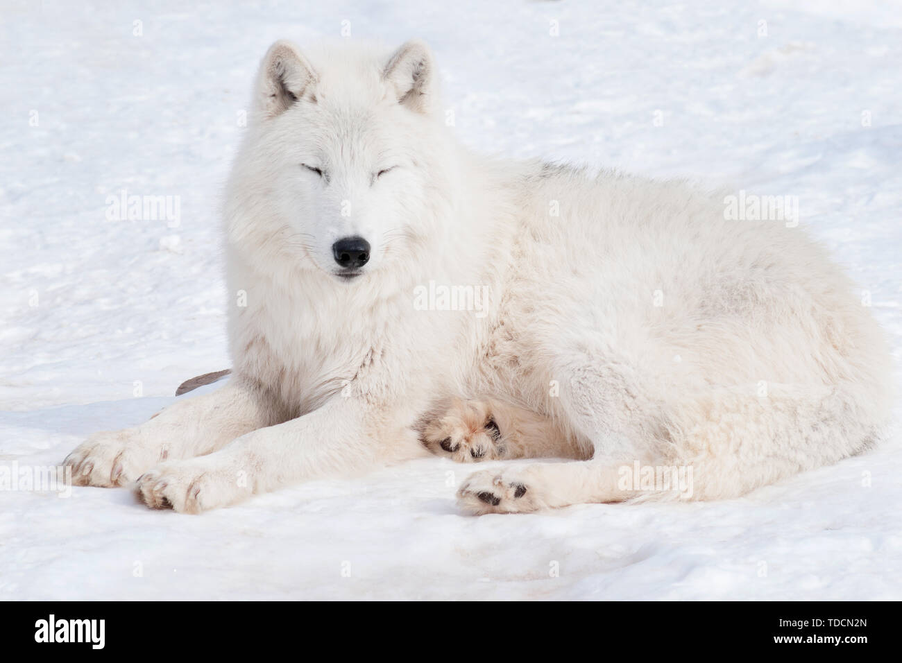 Wild alaskan tundra wolf is sleeping on white snow. Canis lupus arctos ...