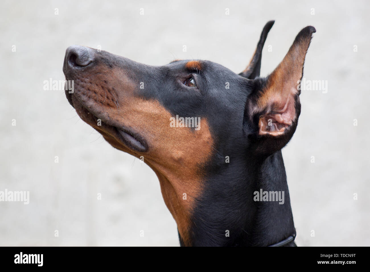 Cute Doberman Pinscher Close Up Isolated Object Pet Animals Stock