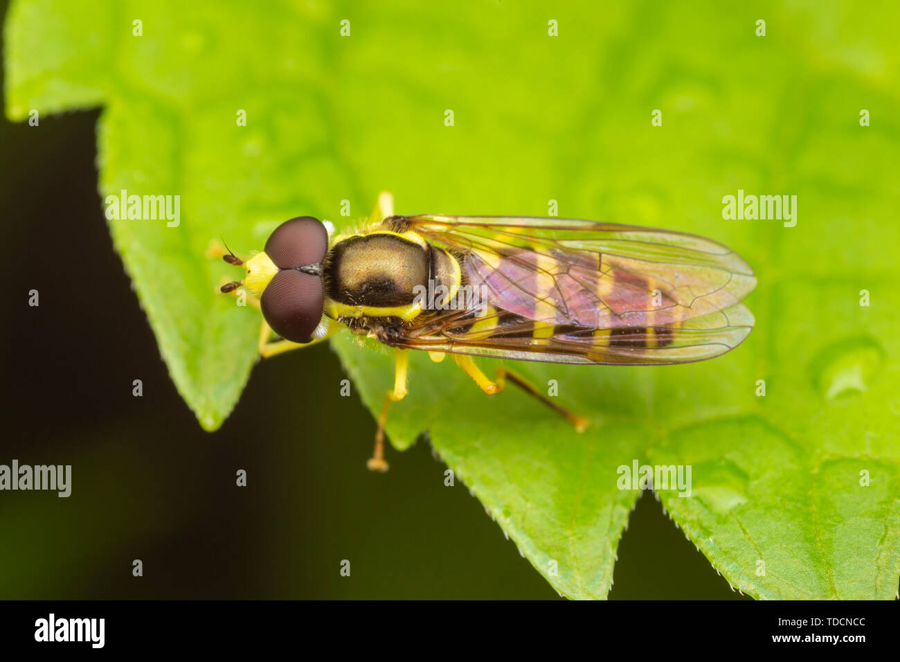 Syrphid Fly (Xanthogramma flavipes) - Male Stock Photo