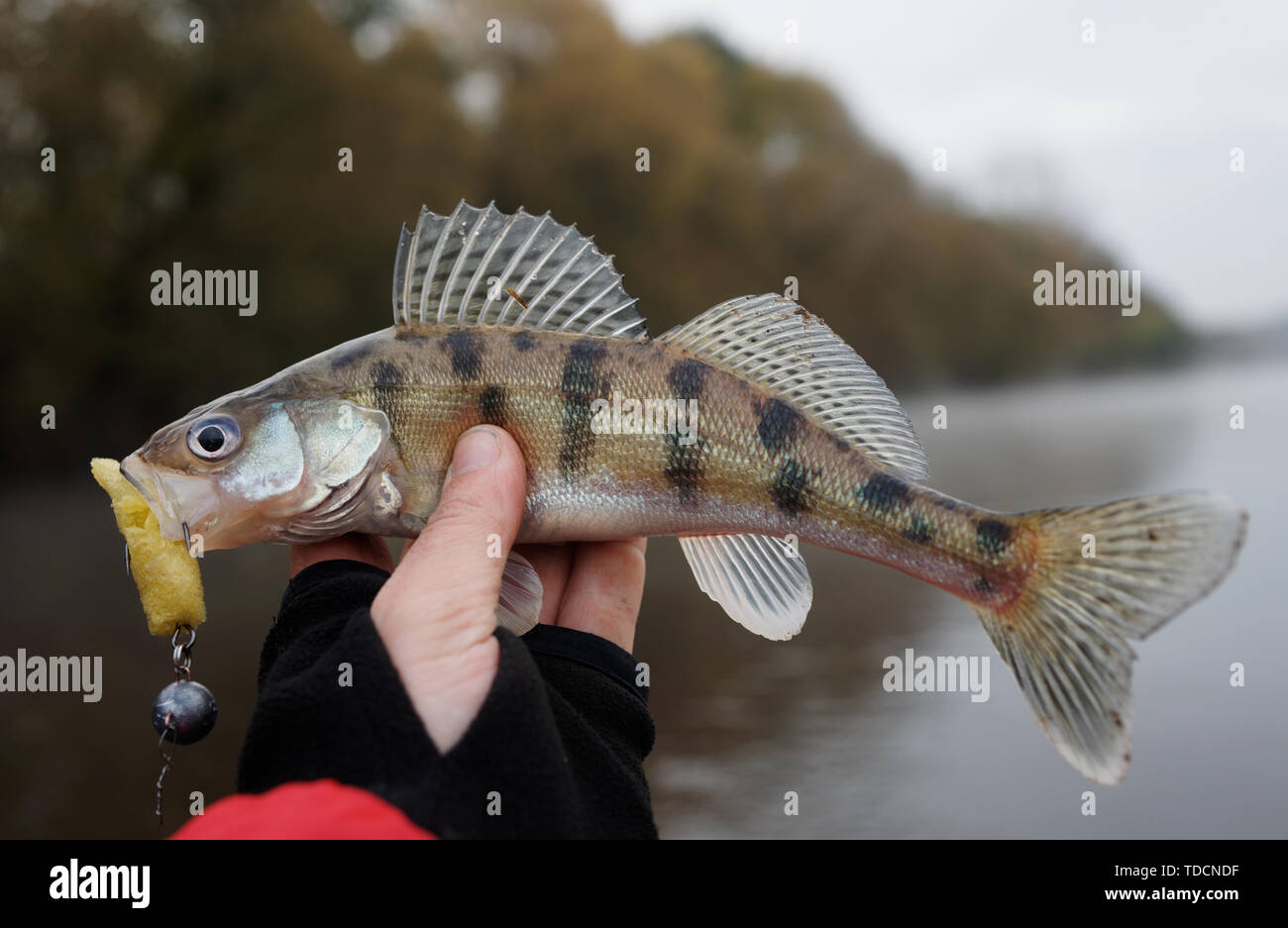 Volga zander, a pike-perch variety, in fisherman's hand Stock Photo