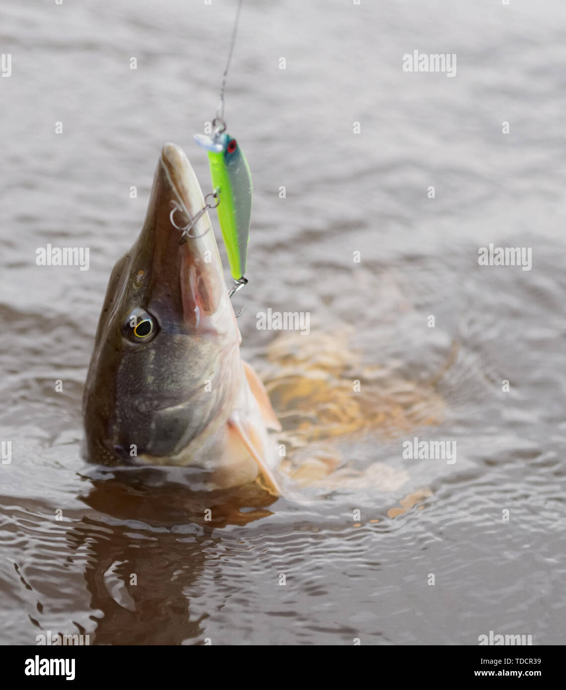 Northern pike on hook in water Stock Photo