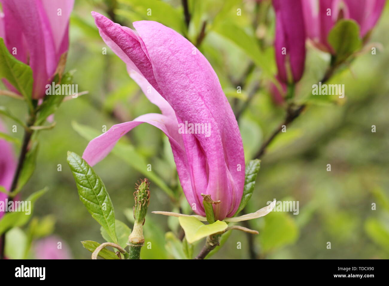 Magnolia 'Susan' in flower - May. AGM Stock Photo