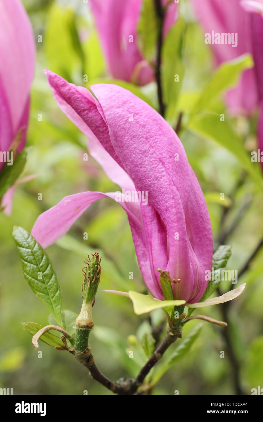 Magnolia 'Susan' in flower - May. AGM Stock Photo