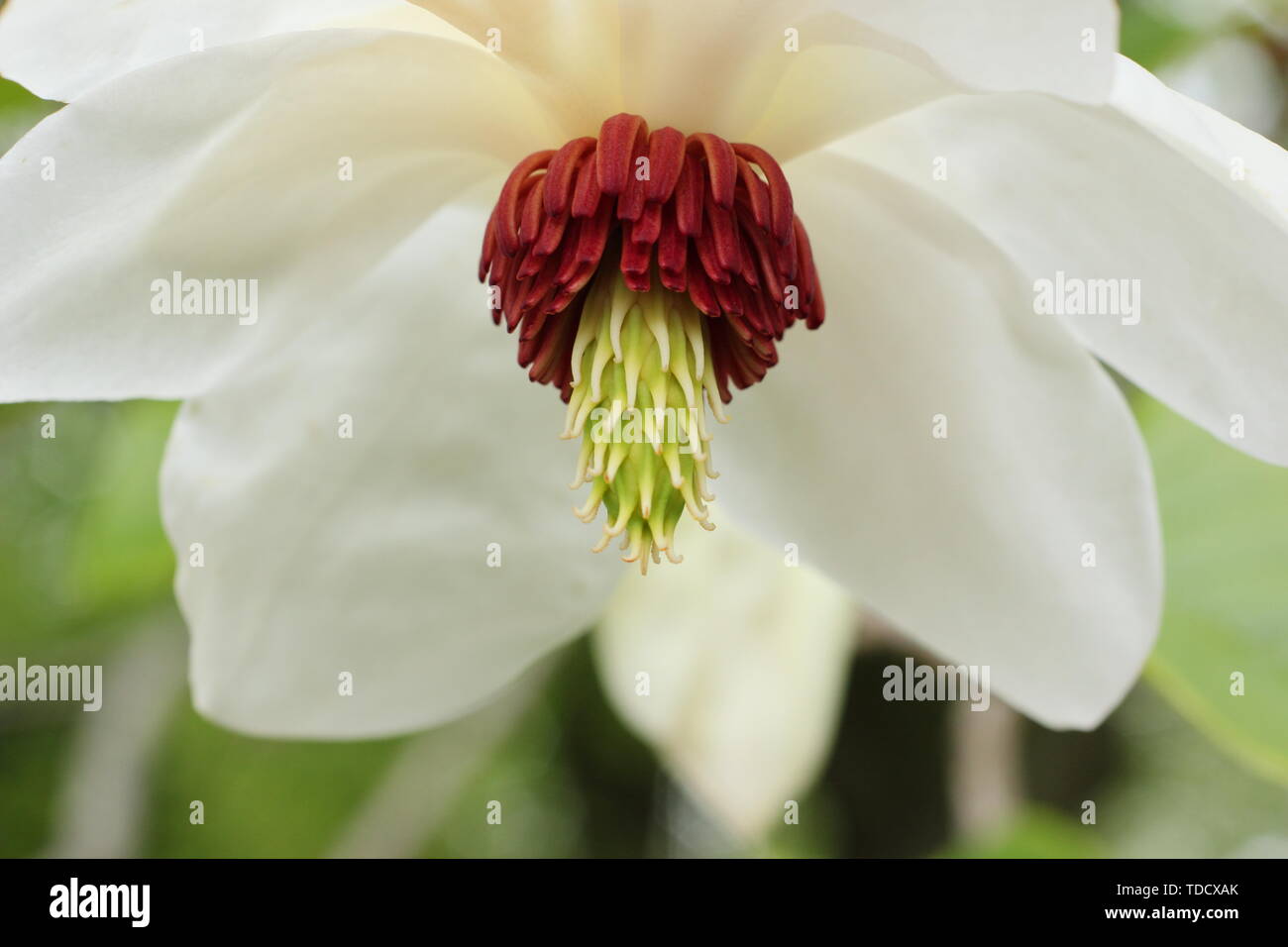 Magnolia Wilsonii. Fragrant, downward flowers of Magnolia of Wilson's Magnolia in May Stock Photo