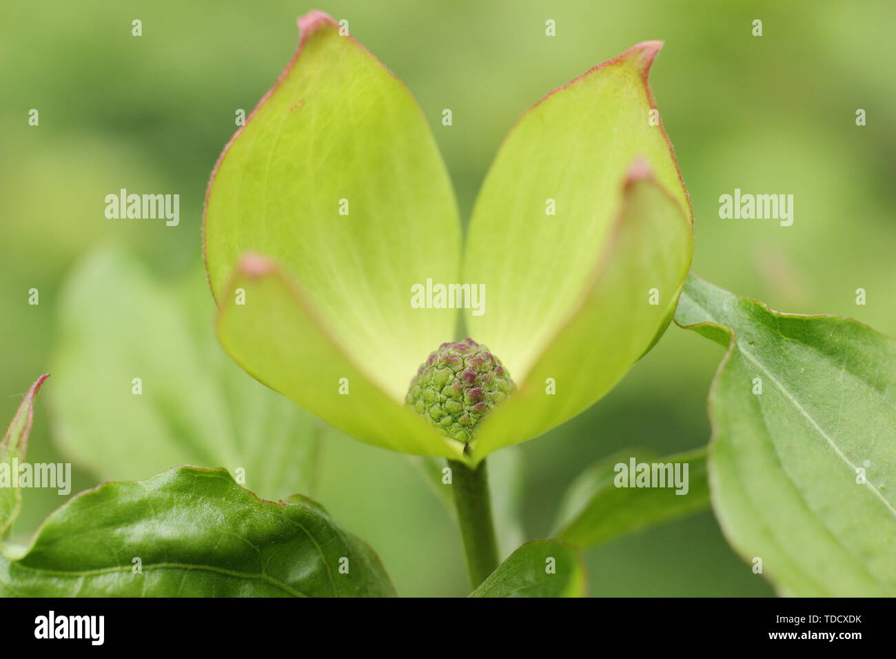 Dogwood. Cornus x elwinortonii Venus. Cornus 'Venus' flowering dogwood in May. Hybrid of Cornus nuttallii and Cornus kousa var. chinensis. Stock Photo