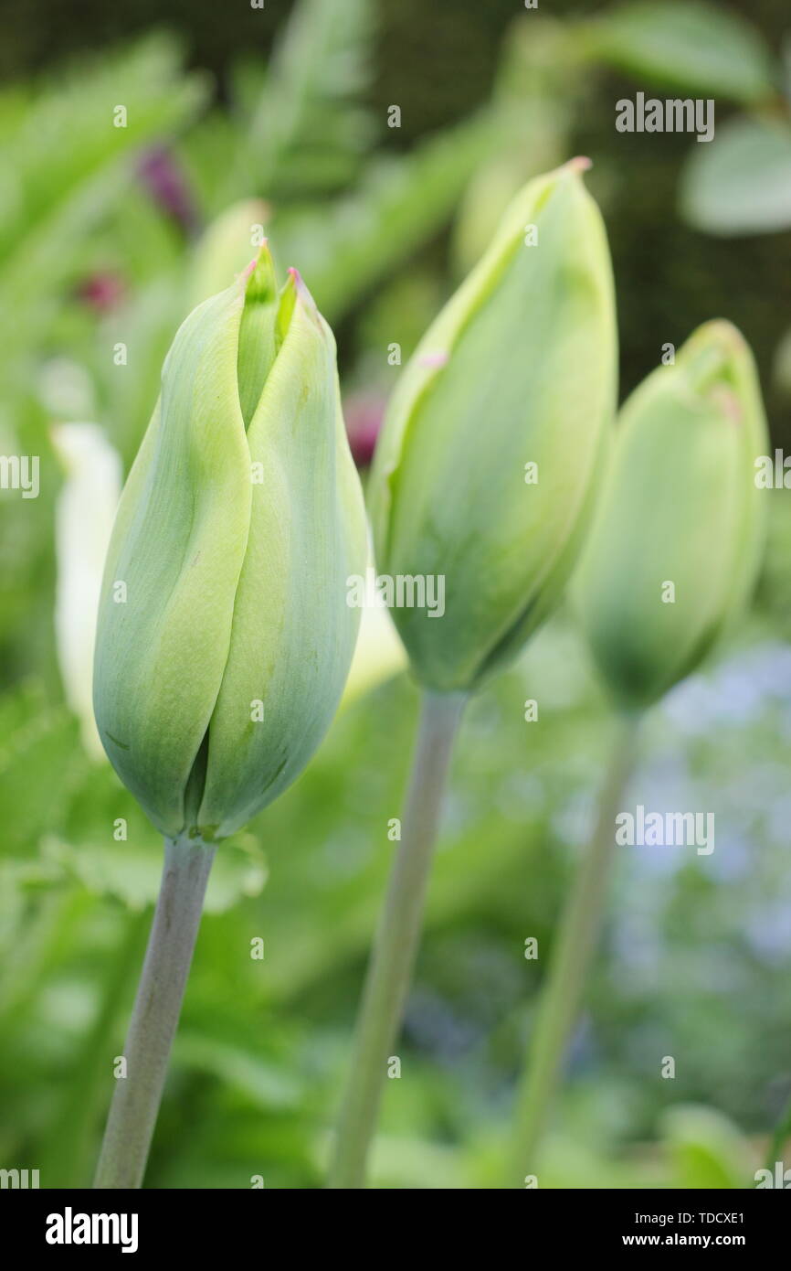 Tulipa 'Evergreen'. Pure green tulip from the Triumph group in May Stock Photo